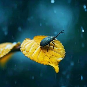 摇篮曲（雨声版）