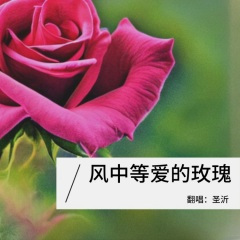 风中等爱的玫瑰