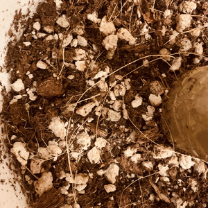 Death of Rose
