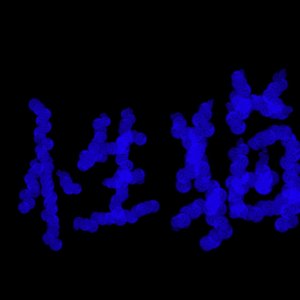 黄海玉高不高级？