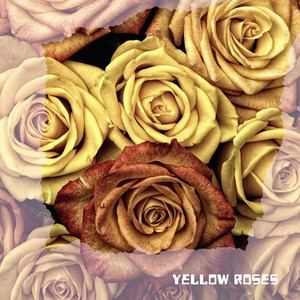 Yellow Roses