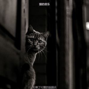 微妙的小猫心情