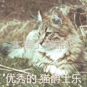 有趣小猫情怀