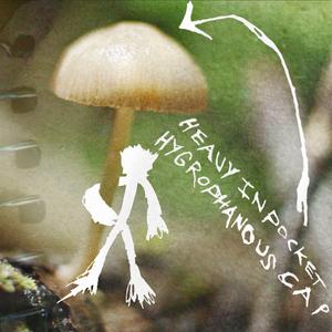 Hygrophanous Cap