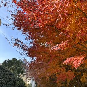 《冬天为什么要存在》.wav