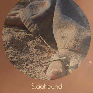 Staghound