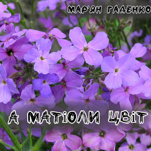 Матіоли цвіт