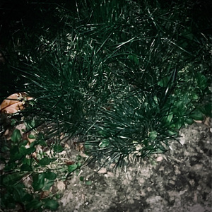 蚂蚁