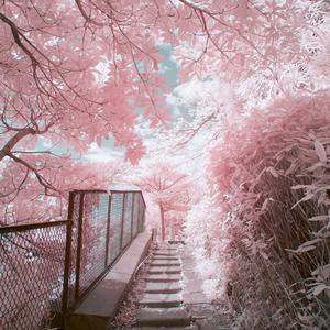 戀の歌(恋之歌)「《大正少女御伽话》动漫插曲」