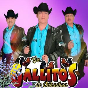 No logré olvidarte-Los Gallitos de Chihuahua