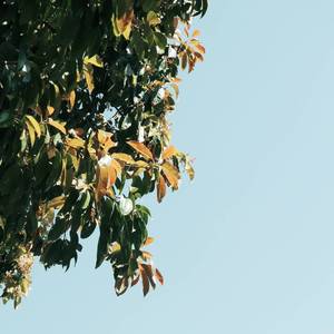 一首简单的情歌（Prod.by #Rye/NO_BORDER）