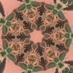 Meditation is like training a puppy to sit