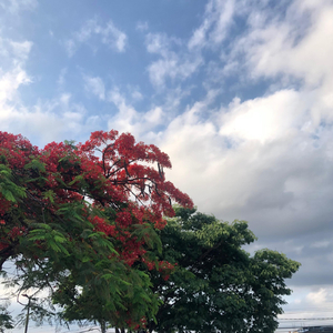 São Gonça (feat. Coute)