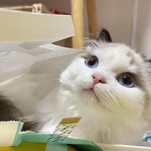 说好的约定（米卡版）