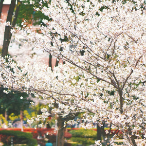 星 我没能告诉你