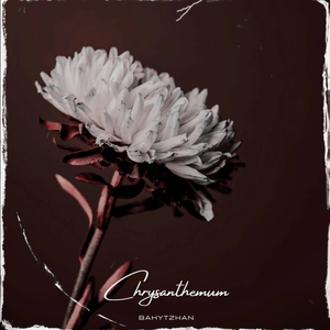 Chrysanthemum (Slowed)