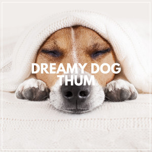 Our Pets Deserve a Healthy Lifestyle