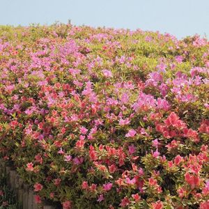 花开的旋律