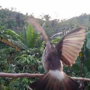 Suara Burung Kutilang