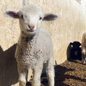 羊了个Disco【Turbo Mix】