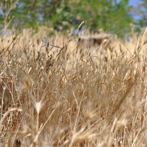 Invenciones Celestes