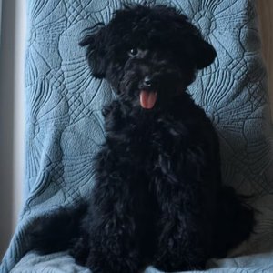 爱是把自己撕成两半