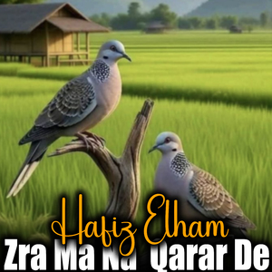 Nama Shpy
