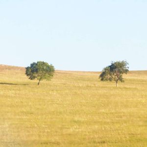 两棵沉默的树-柴胡