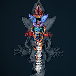 Braises (Live acoustique)