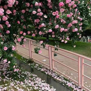 通往春天的地铁