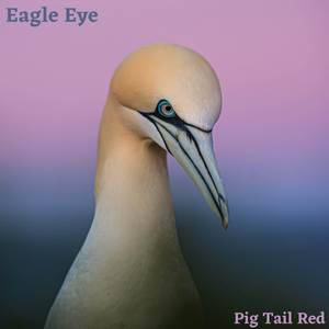 Eagle Eye