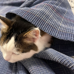 İnci'nin Maceraları by @incilovescatss