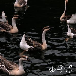 沈园外(独唱女版)