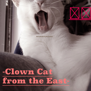-Clown Cat from the East- 东南小丑猫 (ft. 蝈蝈兔)