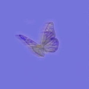 MIDNIGHT BUTTERFLY(version 2)