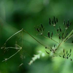 Harmonization of consciousness