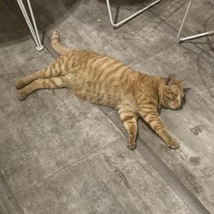 精仿1:1DISS(Prod.By Scottybeamup)