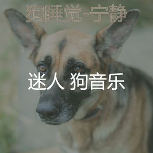 精彩(宠物午睡)