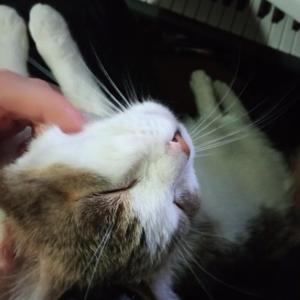 Leaving the Soul from the Body