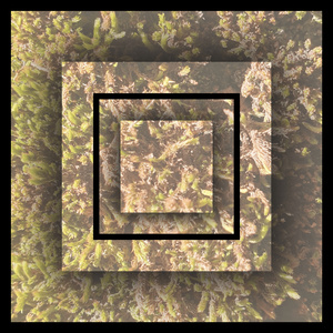 Improvisation around a dream