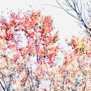 The Peace of Sweet Leaves