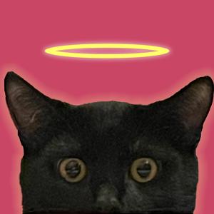 Не кіт, а мудак