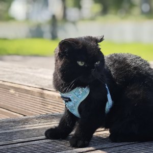 不该用情（cover）