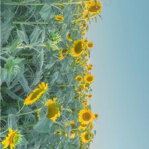 你从未离去（片段弹唱）