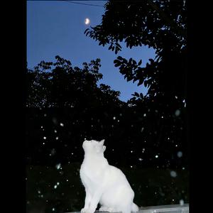 Ayasa绚沙-告白之夜（陈一泽 remix）