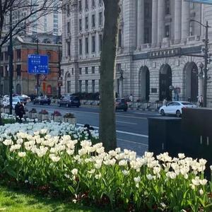 董小姐（烟嗓女版）