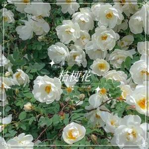 我有一颗做哪吒的心