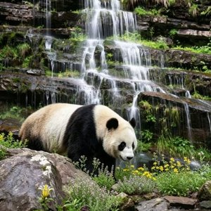塞尔维亚的药草|Српска лековита биљка