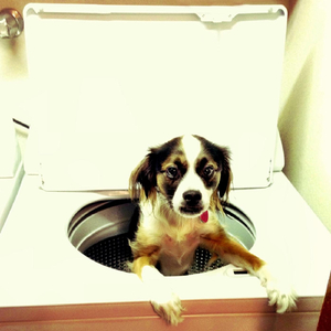 Sweetest Detatchment