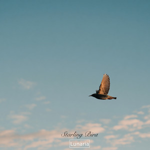 Starling Bird